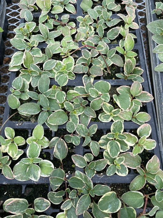Vinca Vine (3.5" square pot)