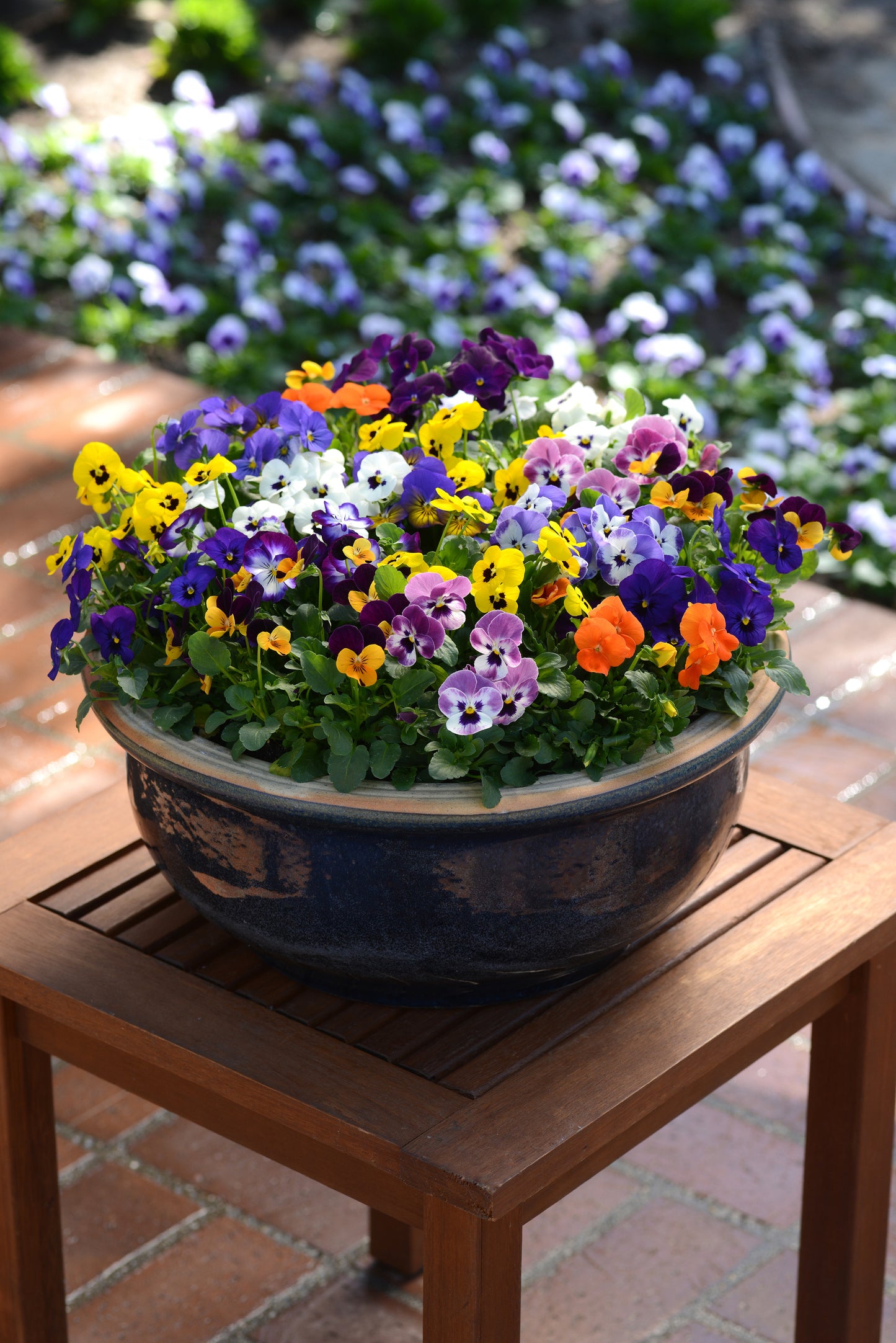 Viola Sorbet XP Autumn Select Mix (3-pack)