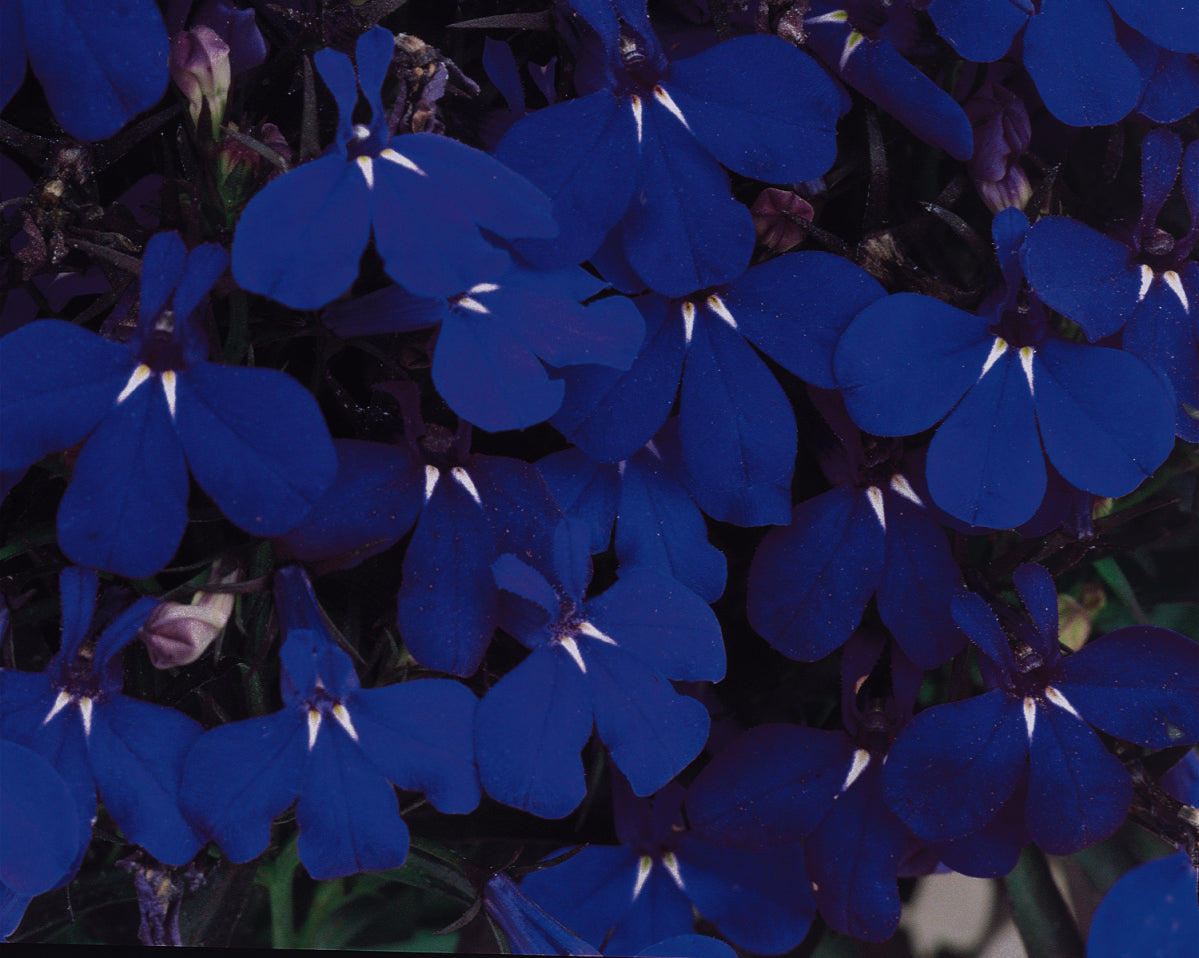 Lobelia Riviera Midnight Blue (5" pot)