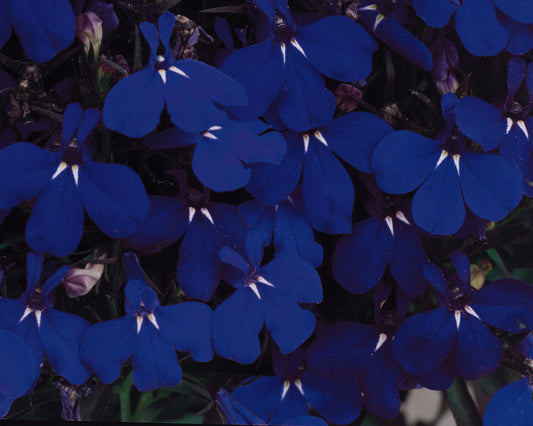 Lobelia Riviera Midnight Blue (5" pot)