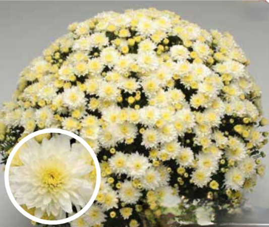 White 9" Mum