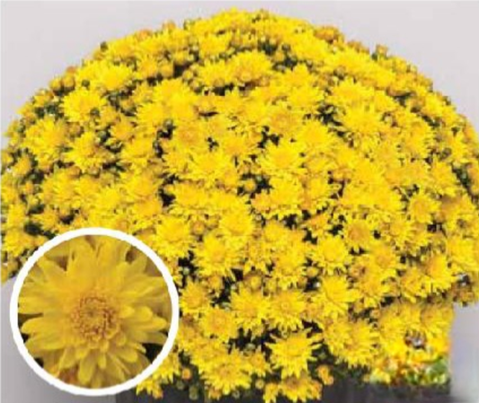 Yellow 9" Mum