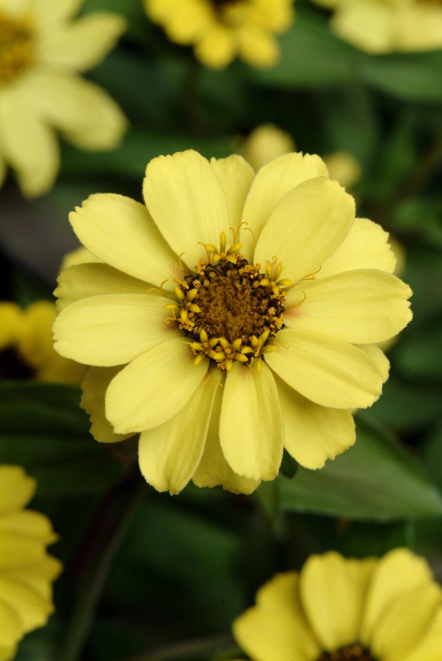 Zinnia Yellow (3-pack)