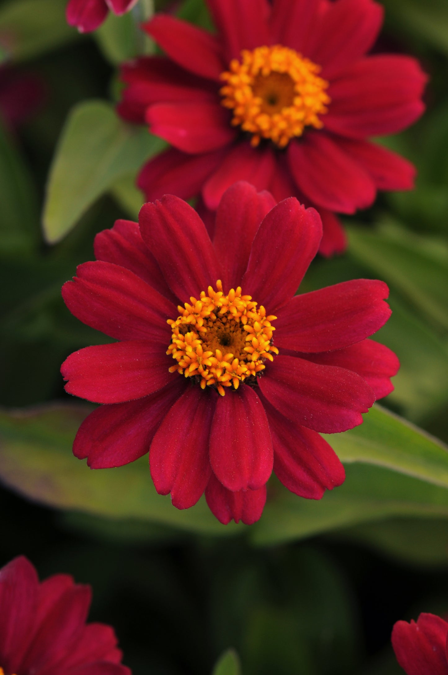 Zinnia Zahara Cherry (3-pack)