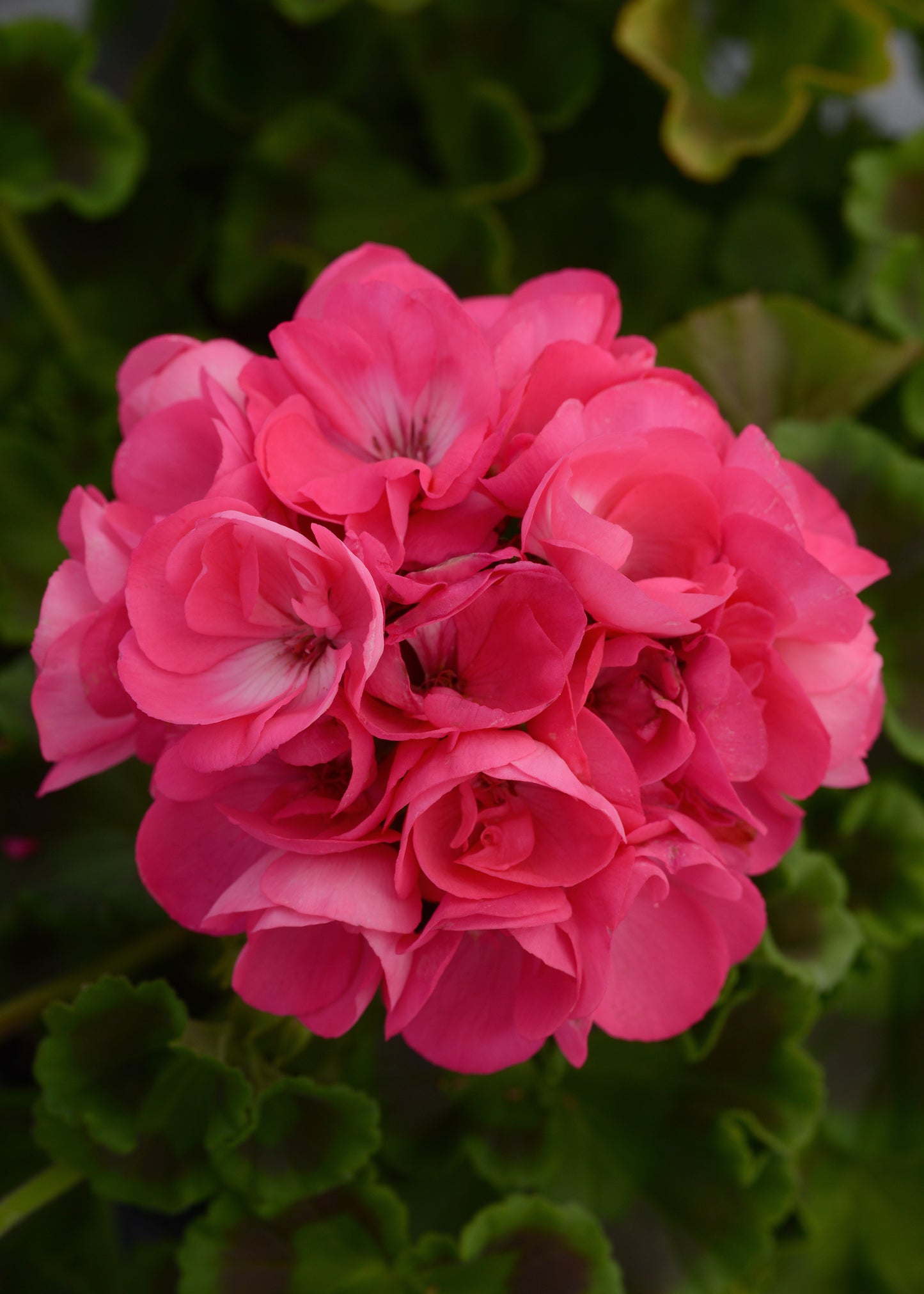 Geranium Fantasia Hot Pink (8" round pot)