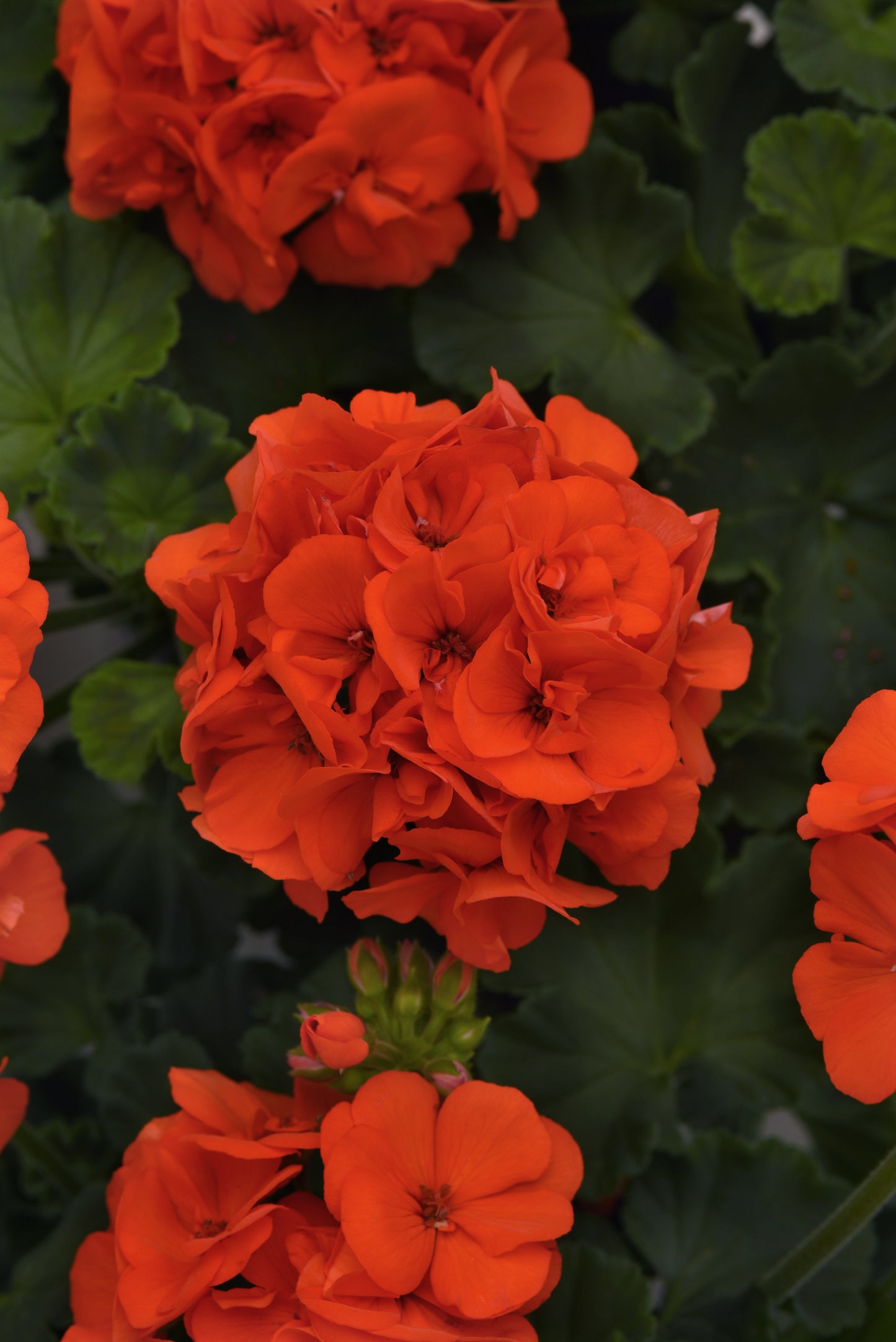 Geranium Fantasia Orange (4.5" square pot)