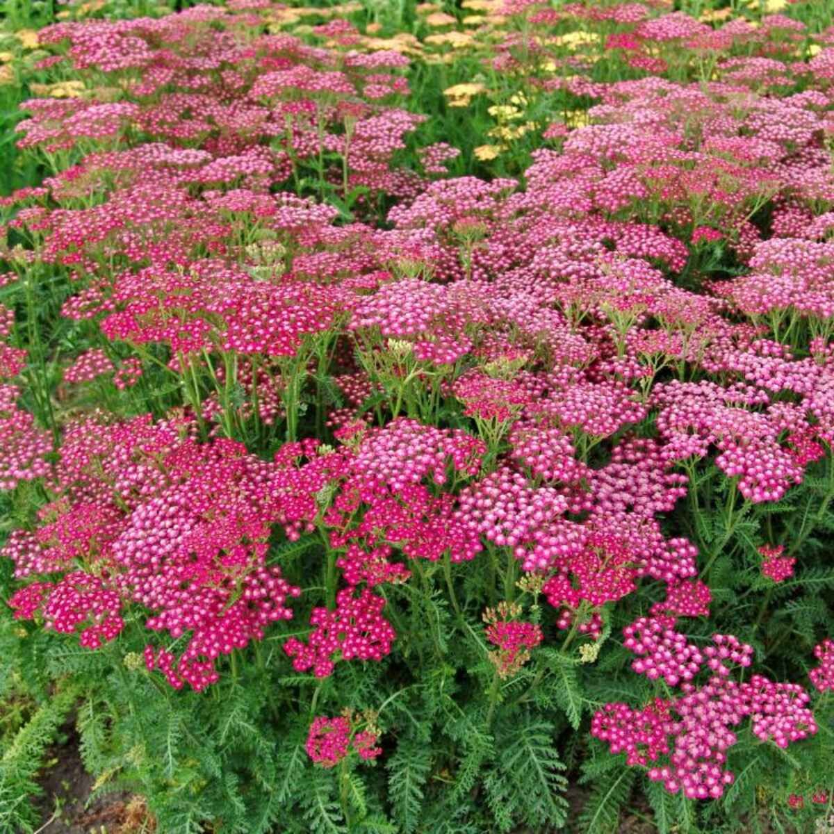 Achillea - Summerwine (3.5" pot)