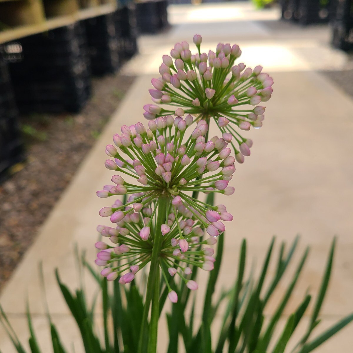 Allium - Millenium (3.5" pot)