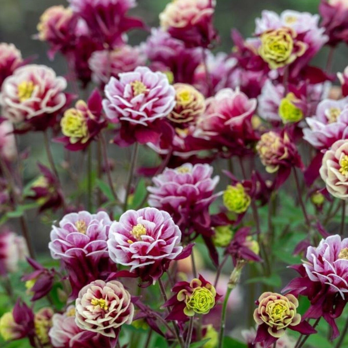 Aquilegia - Winky Red and White (3.5" pot)