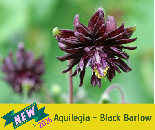 Aquilegia - Black Barlow