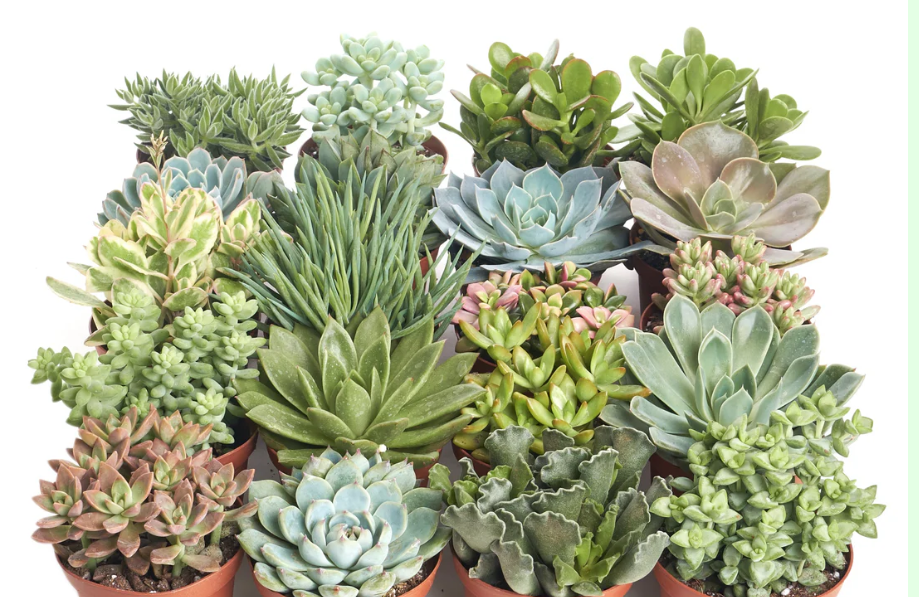 Succulents Assorted (3.5" square pot)