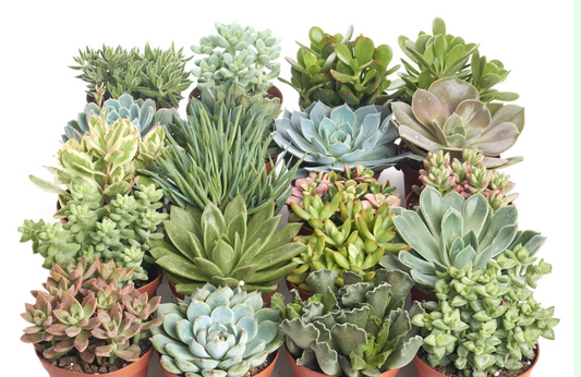 Succulents Assorted (3.5" square pot)