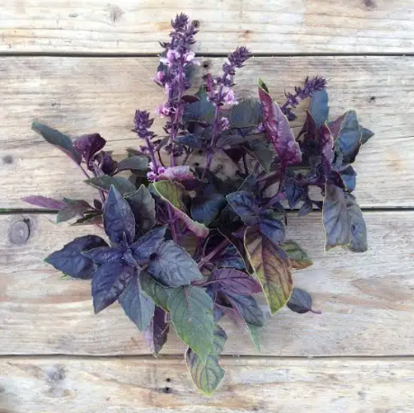 Herb Basil Red Rubin (3.5" pot)