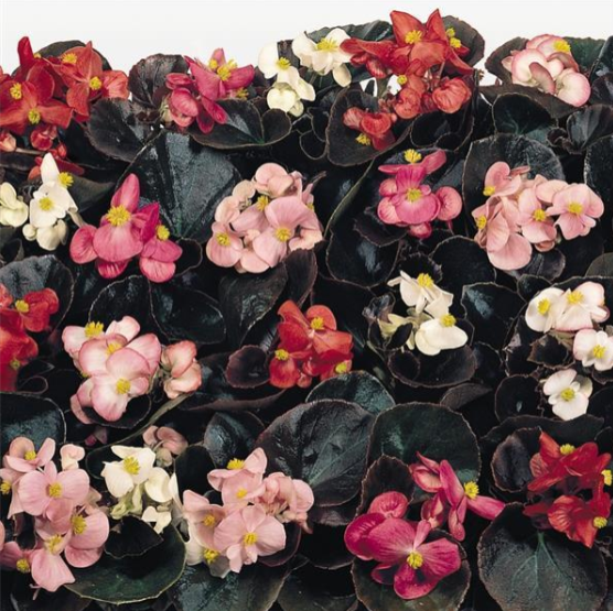 Begonia Cocktail Mix (3-pack)
