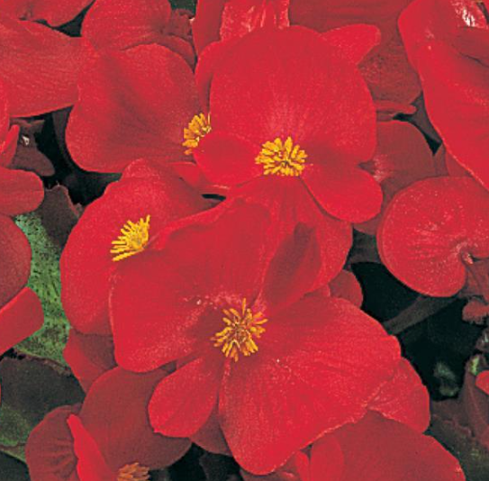 Begonia Super Olympia Red (3-pack)