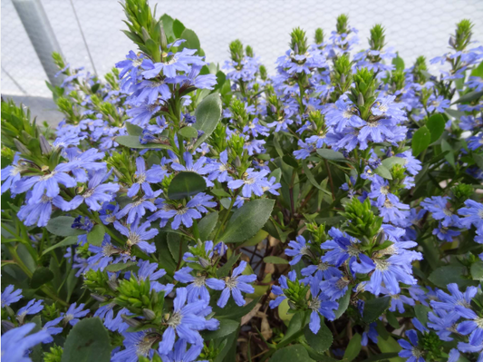 Scaveola (Fan Flower) Blue (5" orange pot)