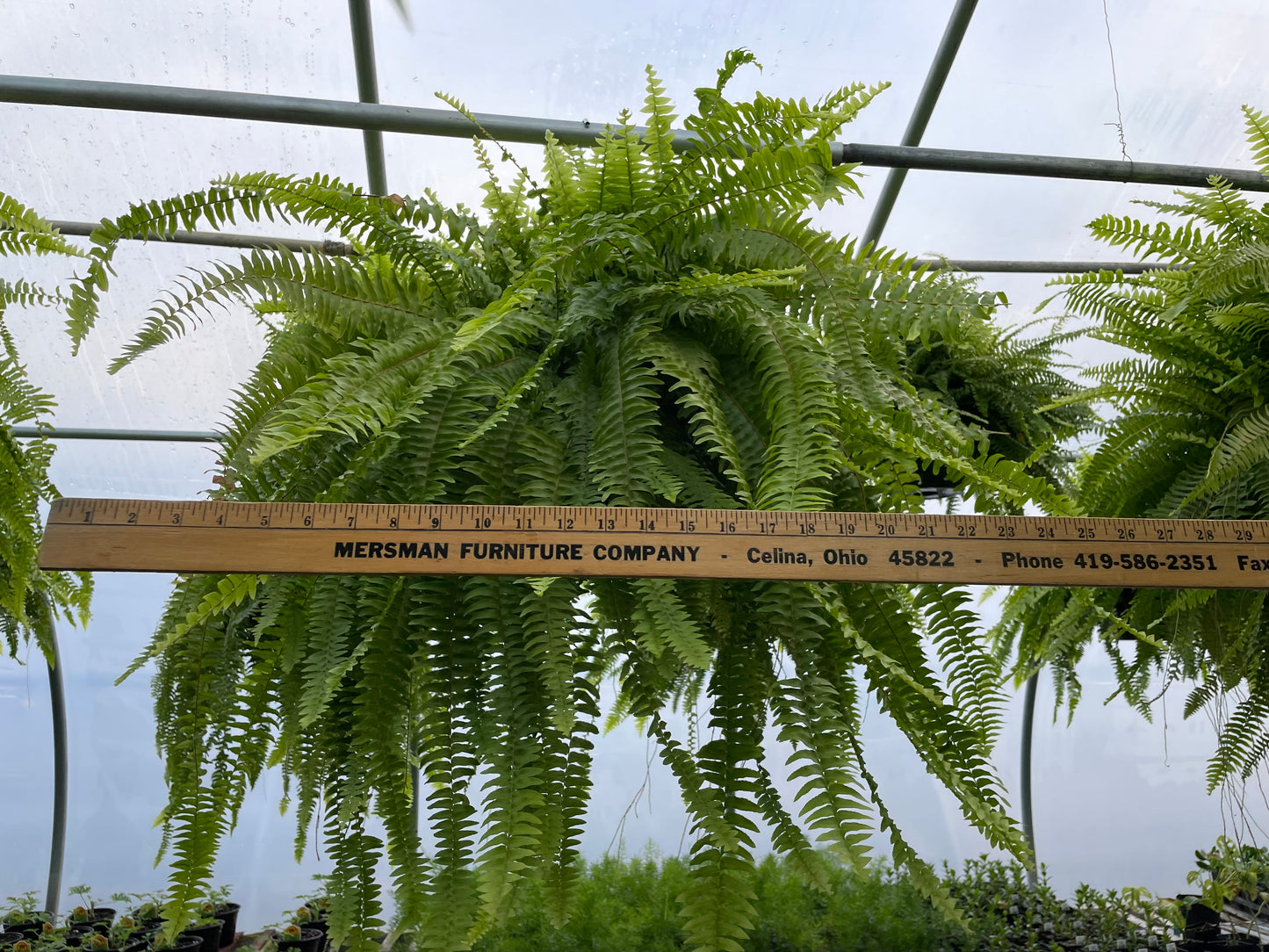 Boston Ferns (hanging basket)