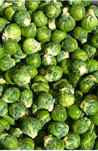 Brussels Sprout (3-pack)