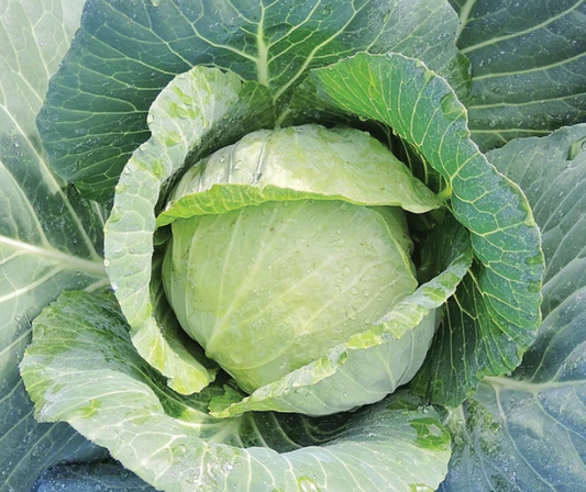 Cabbage Charmant (3-pack)