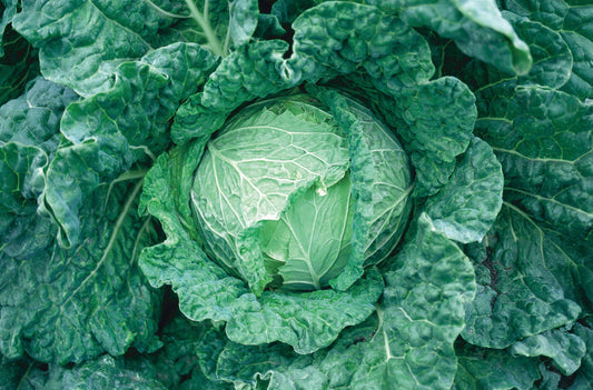 Cabbage Savoy King (3-pack)