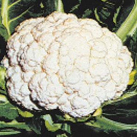 Cauliflower Snow Crown (3-pack)