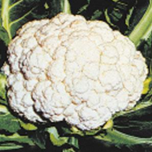 Cauliflower Snow Crown (3-pack)