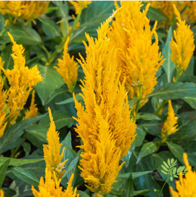 Celosia Yellow (3-pack)