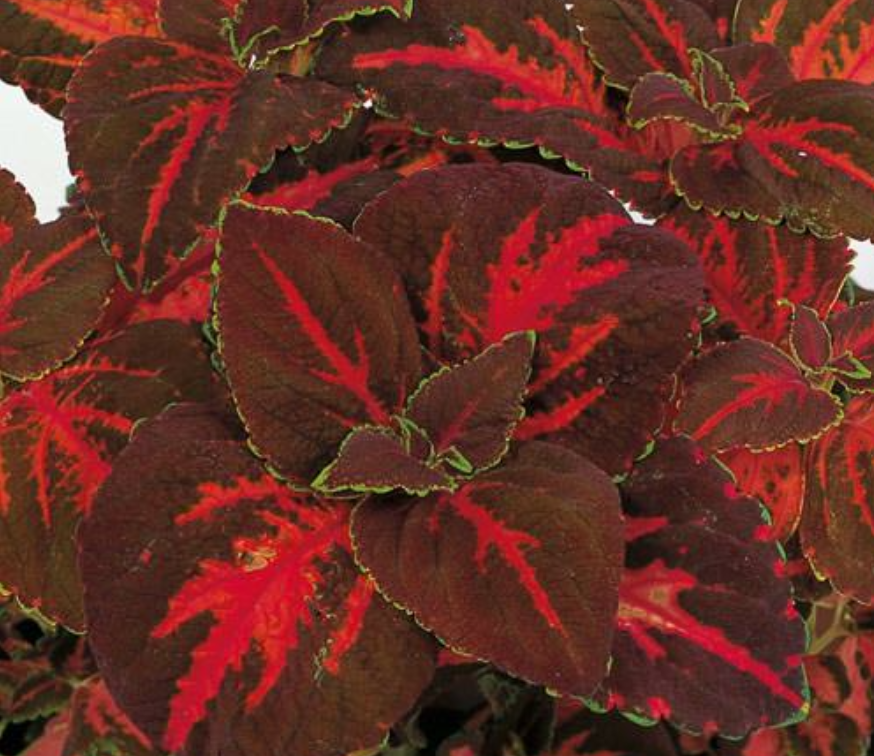 Coleus Festive Dance (3-pack)