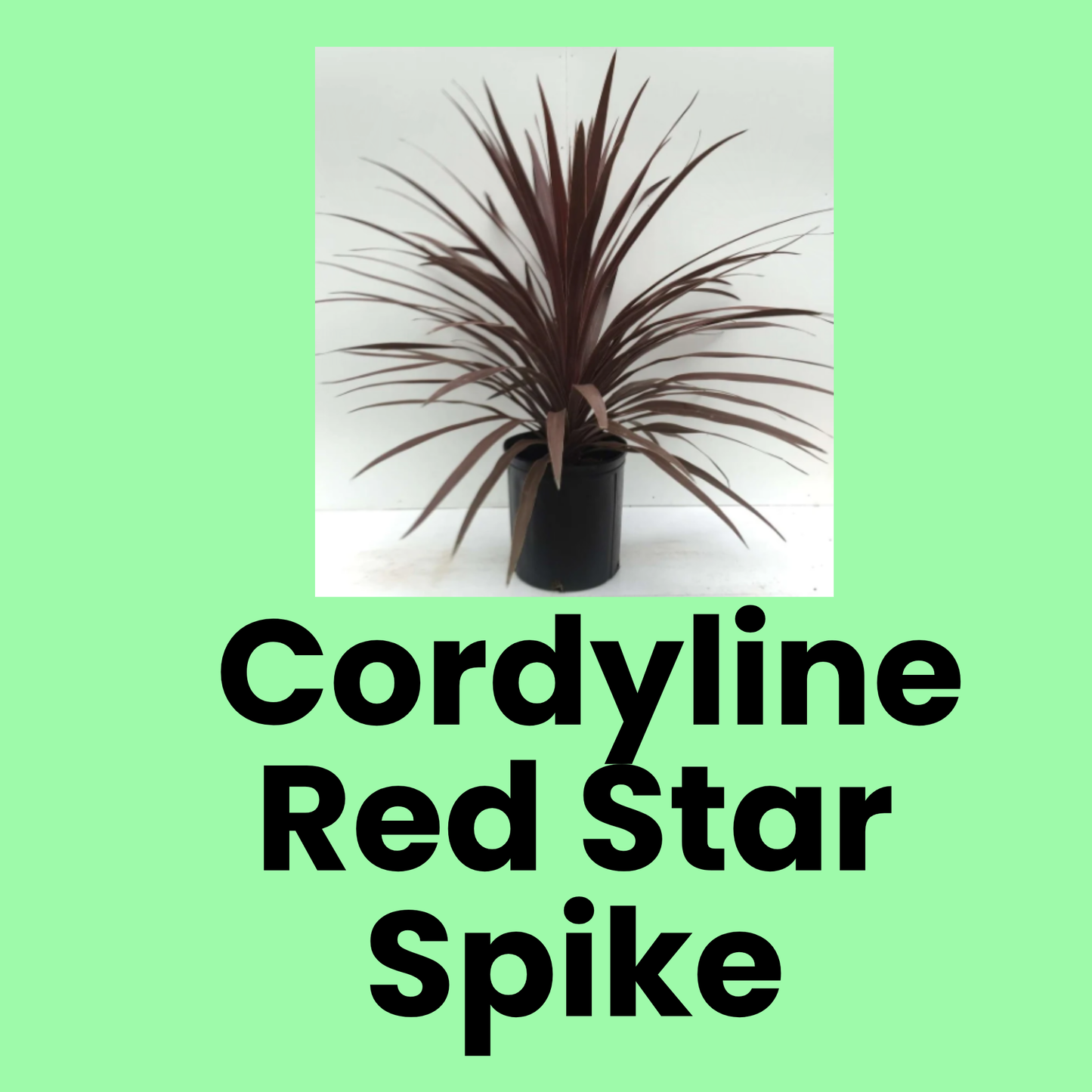 Cordyline Red Star Spike