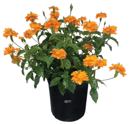 Crossandra (5" orange pot)
