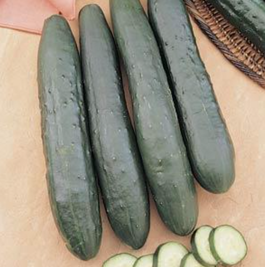 Cucumber Burpless Bush (3-pack)