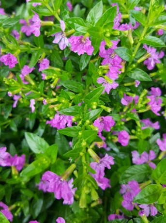 Cuphea (Mexican Heather) Cupid Purple (5" orange pot)
