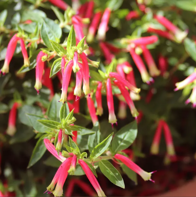 Cuphea (Mexican Heather) Honey Bells (5" orange pot)