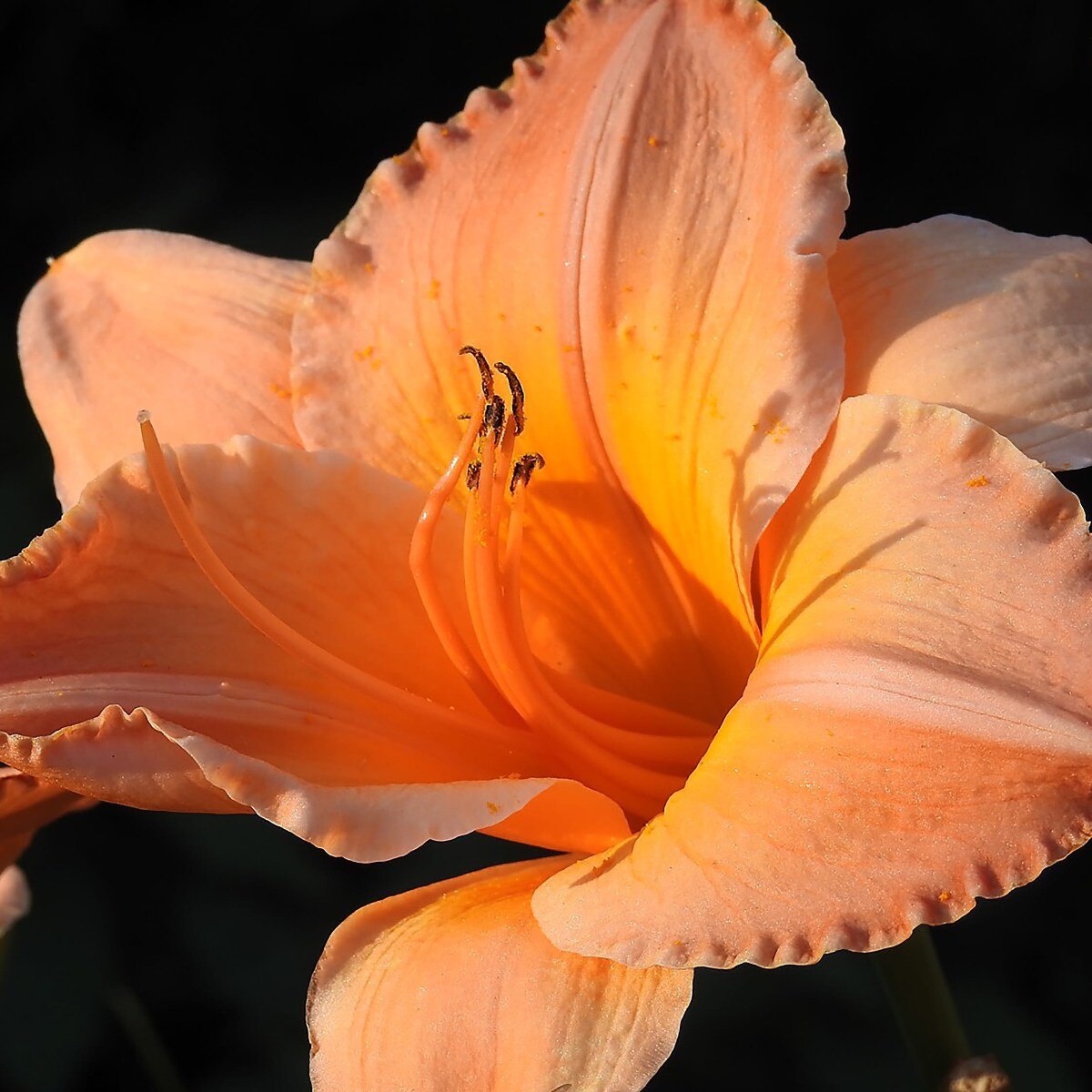 Daylily - On and On