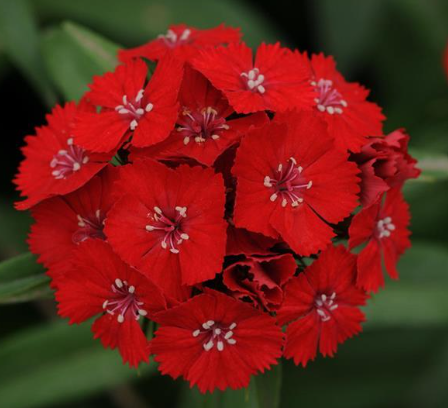 Dianthus Scarlet (3-pack)