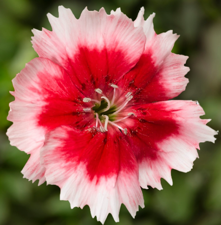 Dianthus Parfait Peppermint (3-pack)