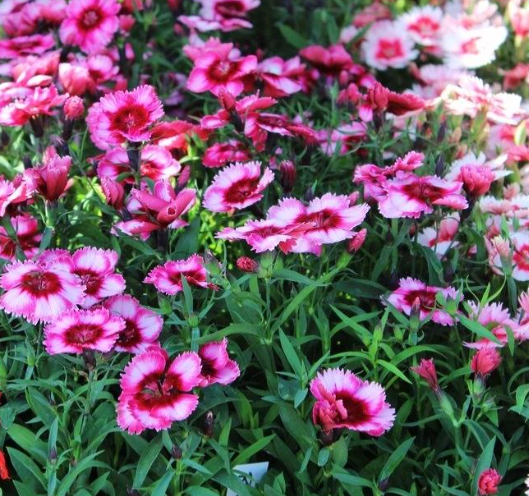 Dianthus Parfait Raspberry (3-pack)