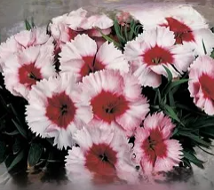 Dianthus Parfait Strawberry (3-pack)