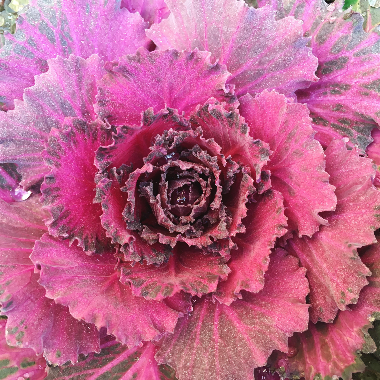 Flowering Cabbage (5" pot)