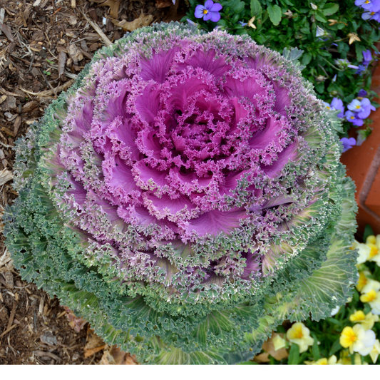 Flowering Kale (5" pot)