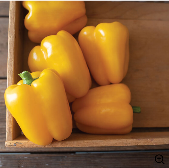 Pepper Golden Bell (3-pack)