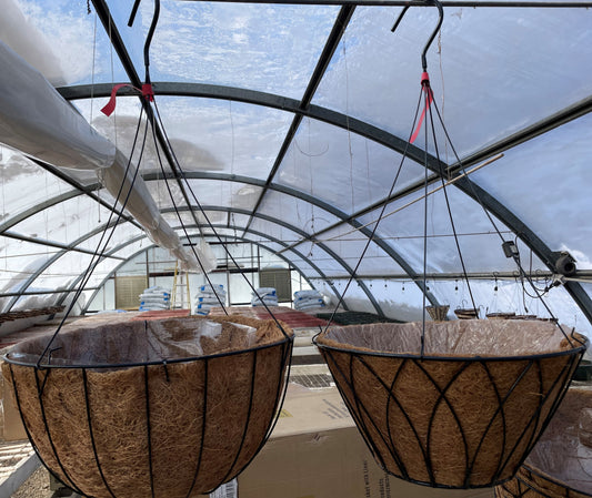 Hanging Basket - RED TAG - Large Black Metal with Coco Mat