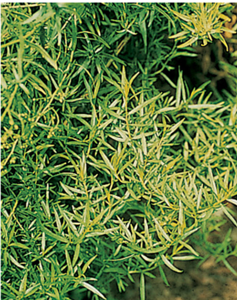 Herb French Tarragon (3.5" pot)