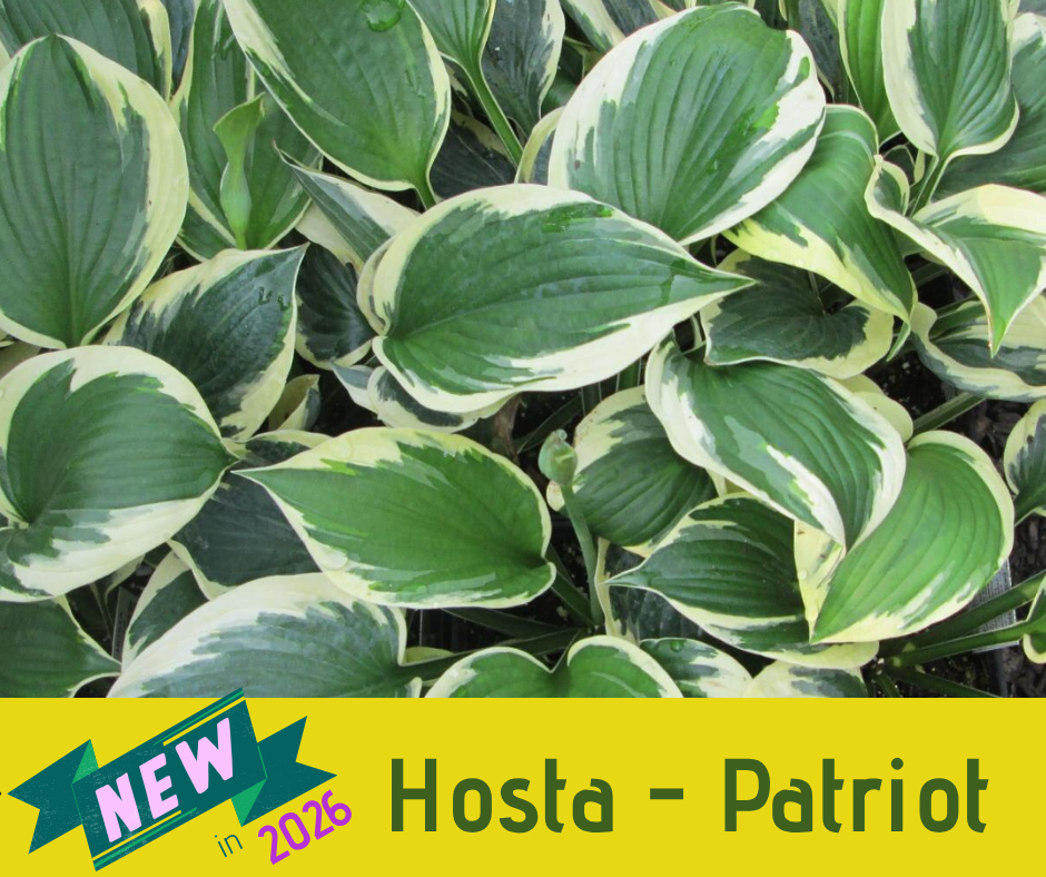 Hosta - Patriot