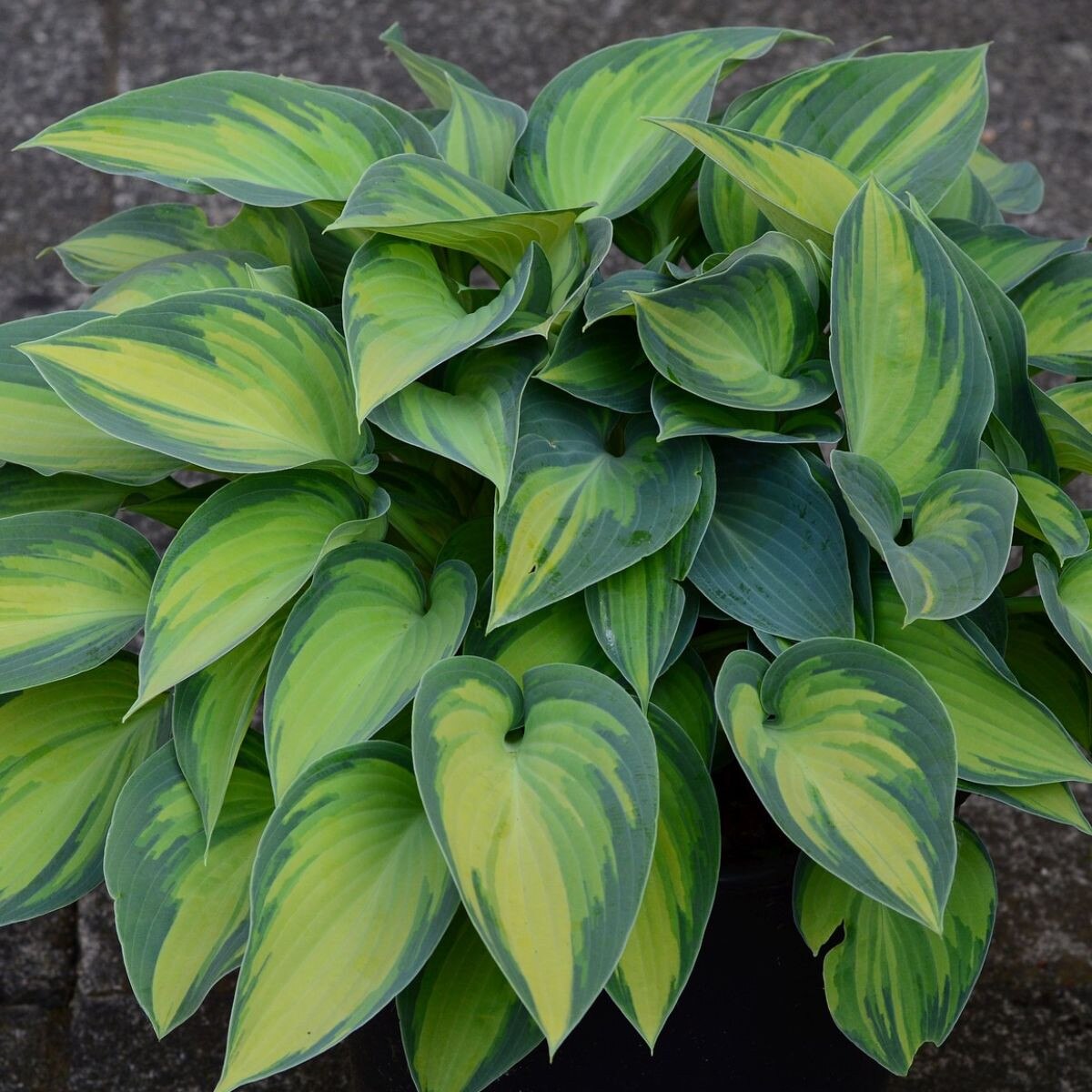 Hosta - June