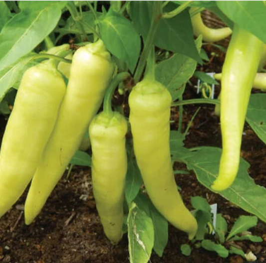 Pepper Hungarian Sweet Banana (3-pack)