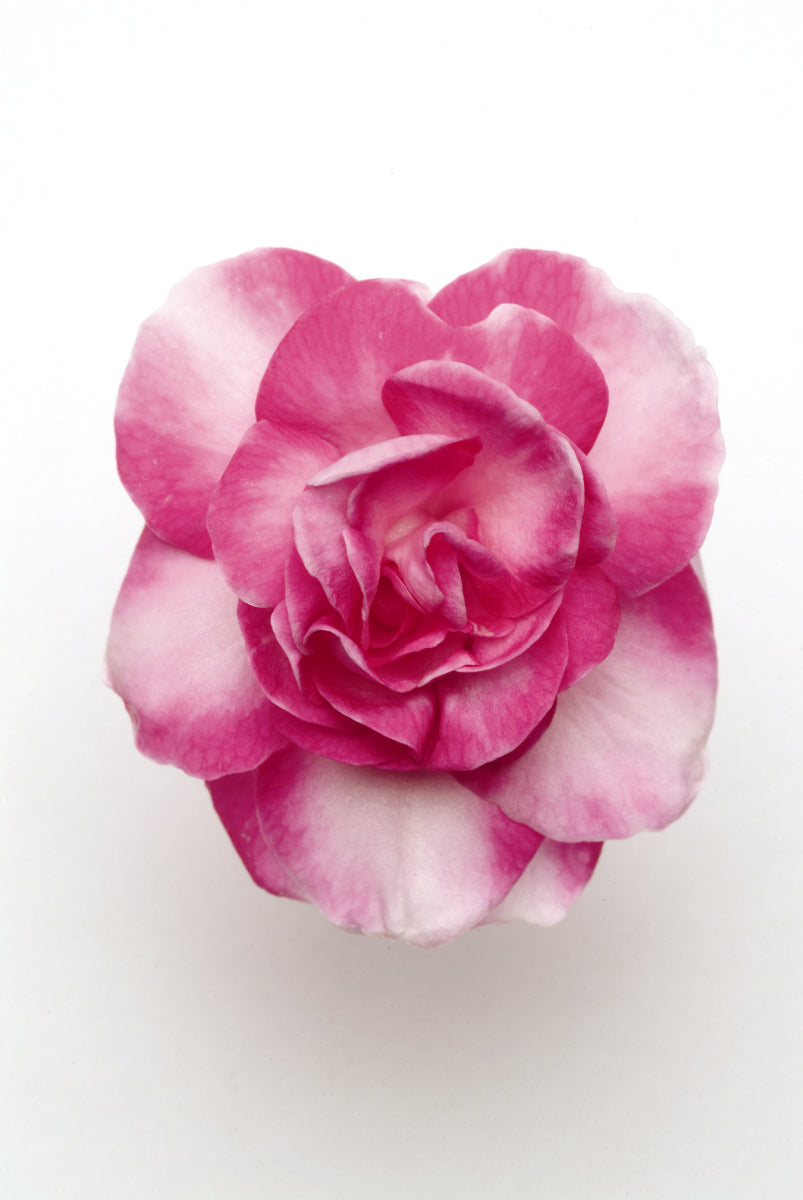 Double Impatiens Sparkler Hot Pink (5" orange pot)