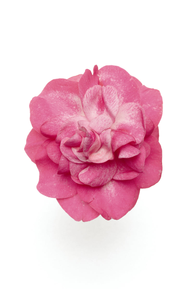 Double Impatiens Stardust Pink (5" orange pot)