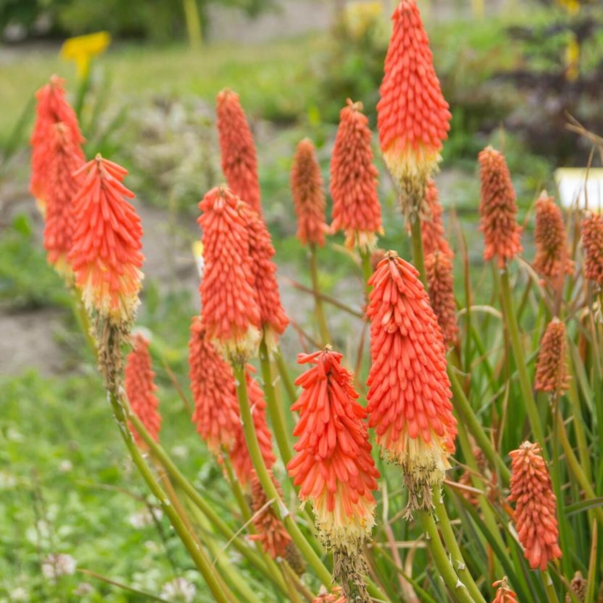 Kniphofia - Amazing Fun