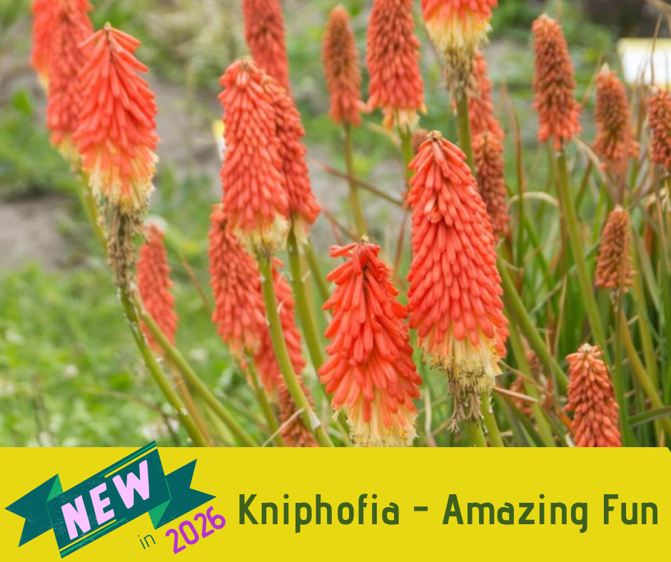 Kniphofia - Amazing Fun